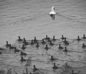 swimming swan followed by ducks