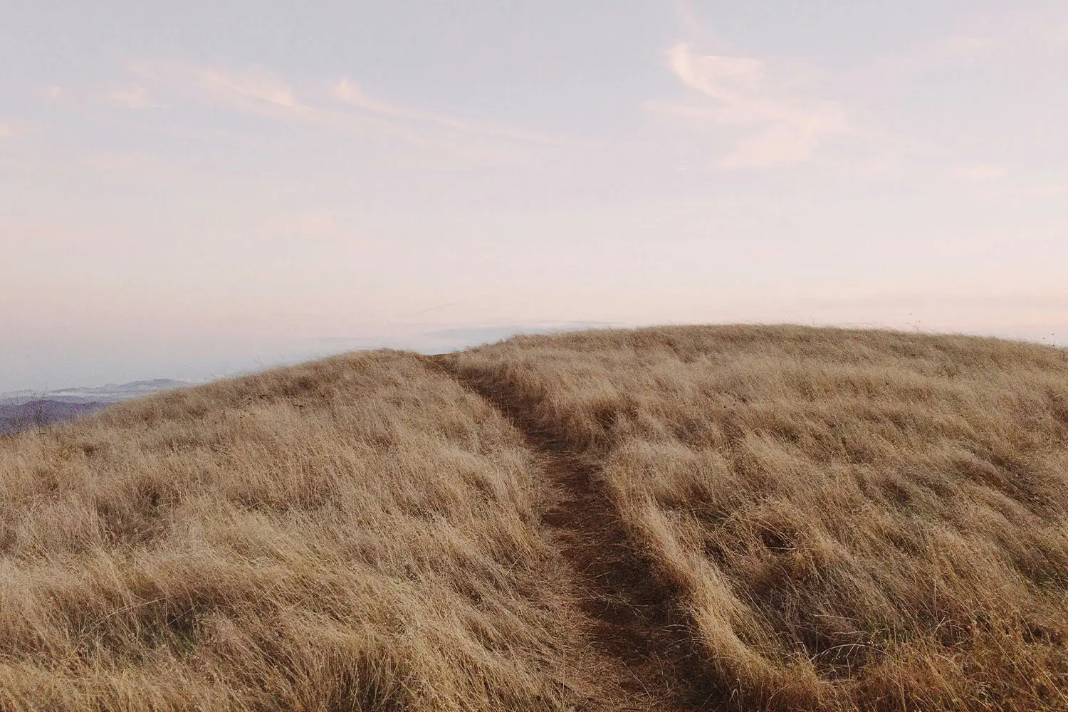 Open wheat field