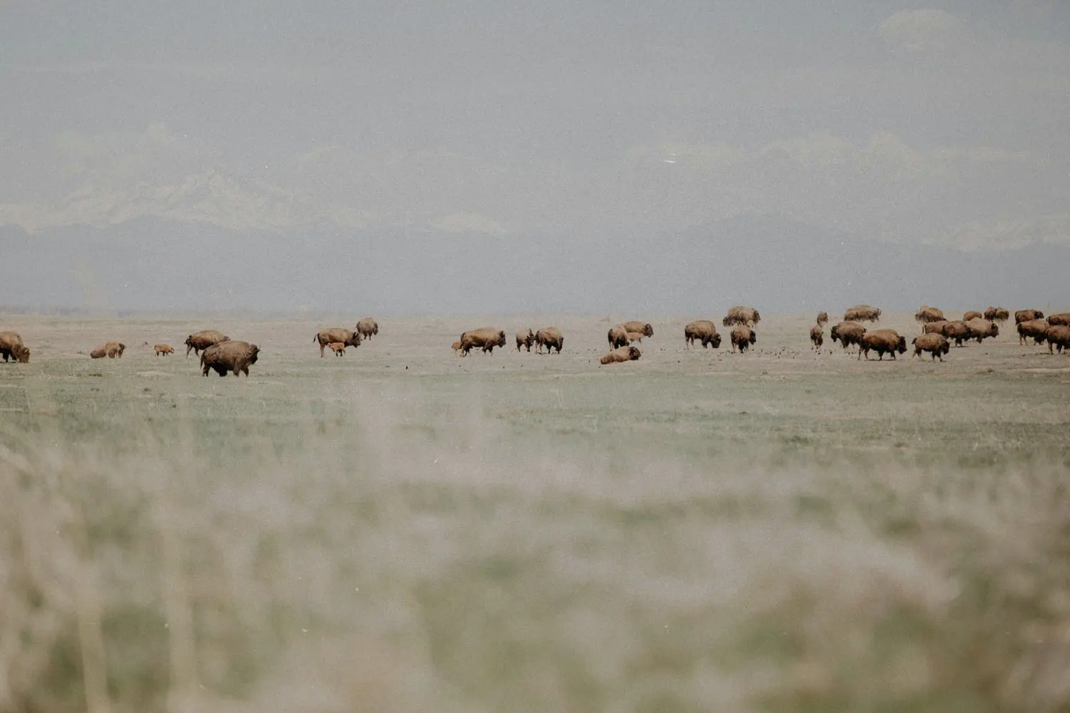 Herd of bison grazes on open grassland with faint mountains visible in the distance