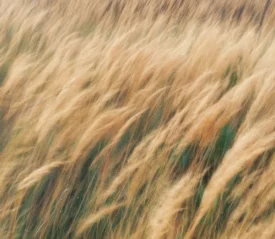 Golden tall grass blowing in the wind in soft focus