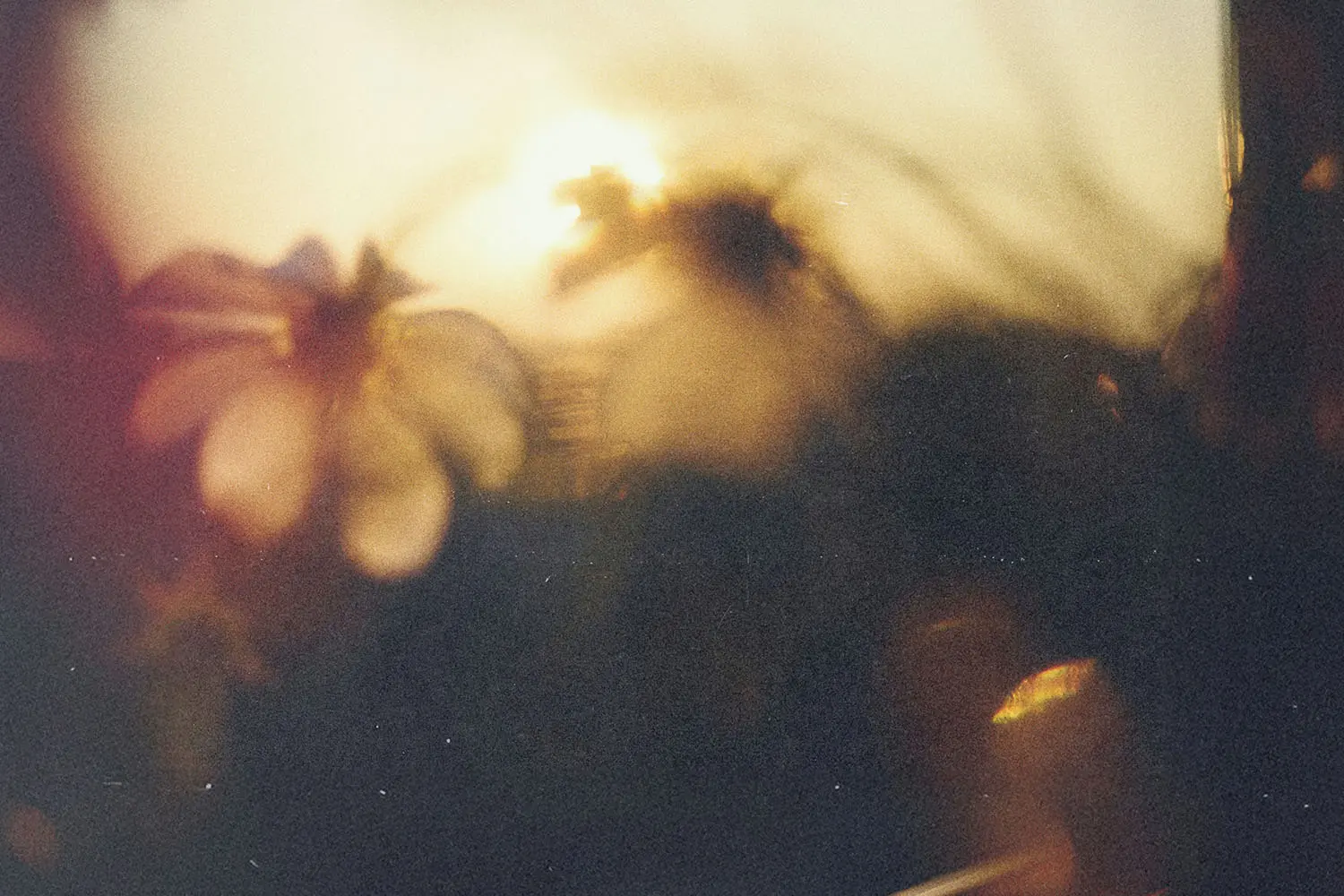 Soft, dreamy close-up of sunlit flowers and foliage in warm golden-hour light with an abstract, blurred glow