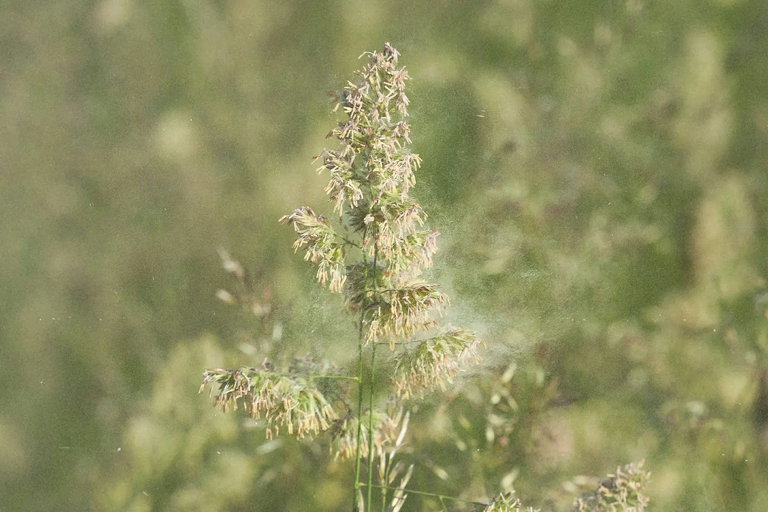 Close-up of a tall grass stem releasing visible pollen into the air