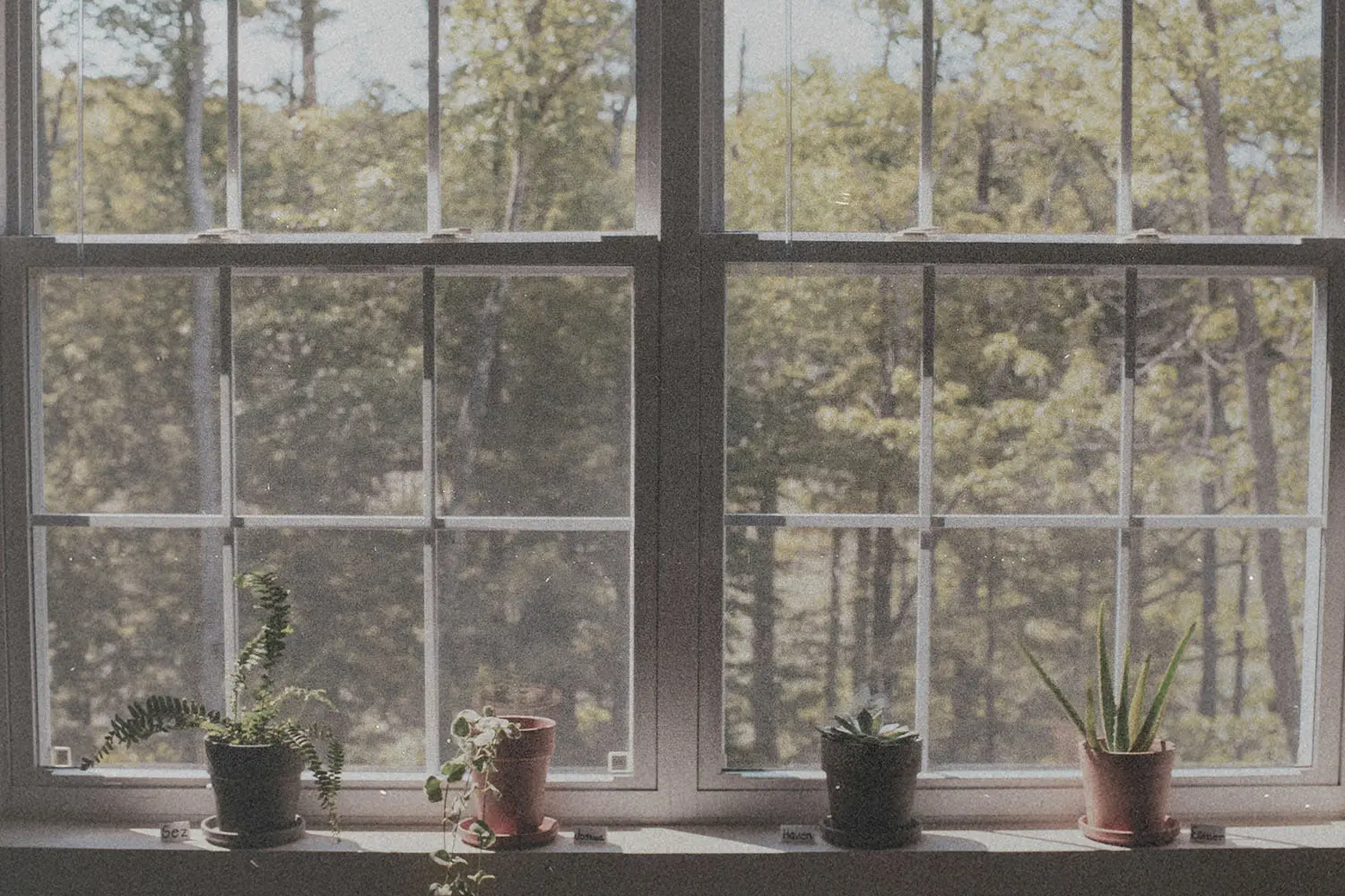 Four potted plants arranged along a wide windowsill overlooking a sunlit forest