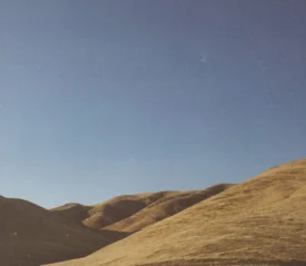 Golden rolling hills under a clear blue sky in warm afternoon light