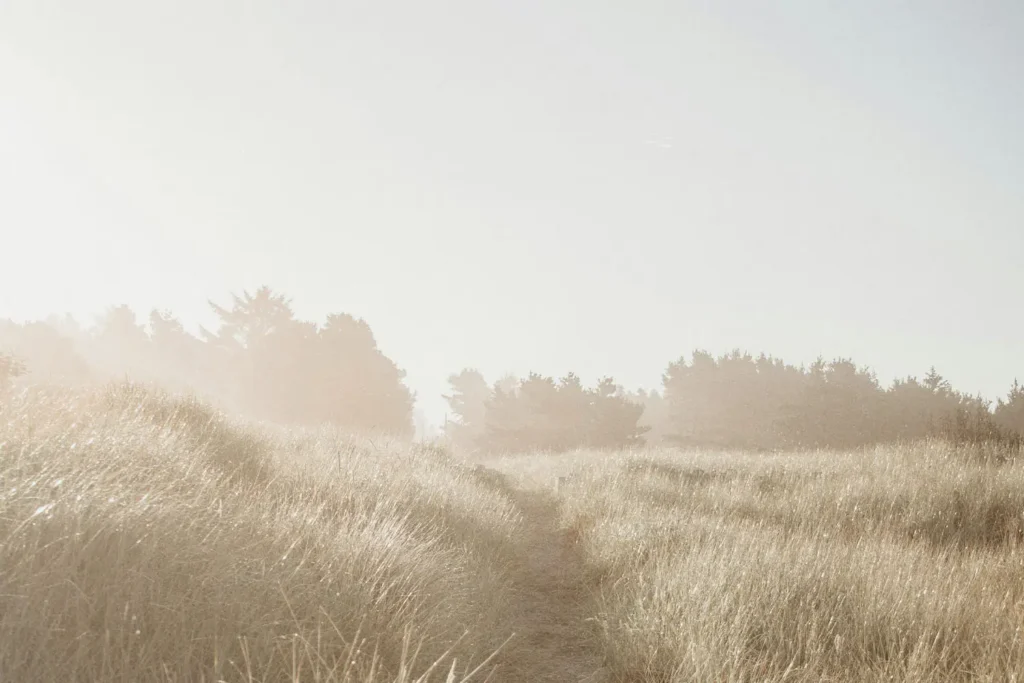 path worn through tall grass
