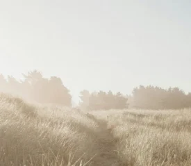 path worn through tall grass