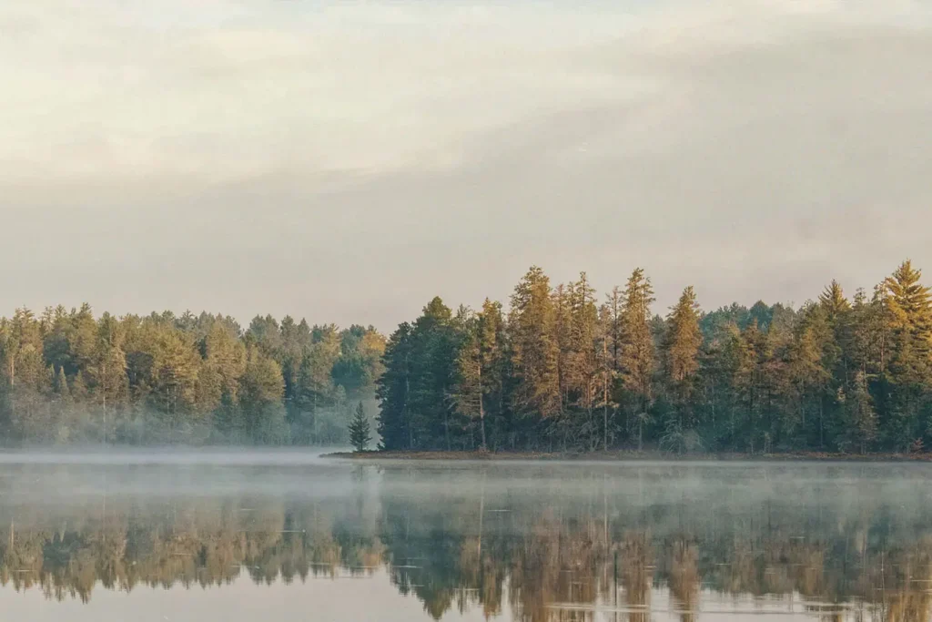 forest of tall trees reflected in still water