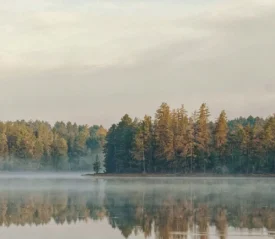 forest of tall trees reflected in still water