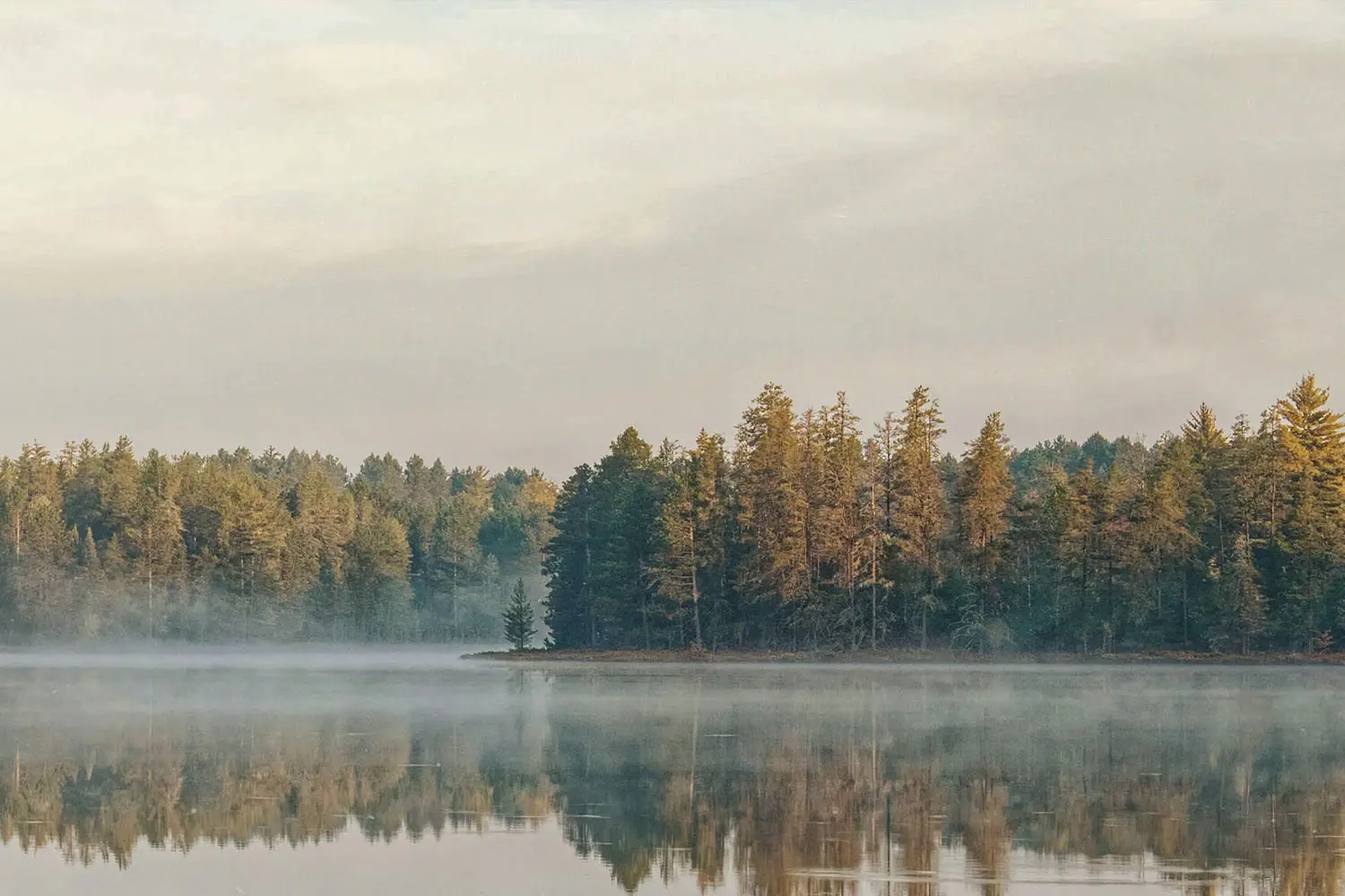 forest of tall trees reflected in still water