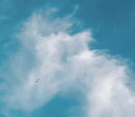 bird flying high in the sky