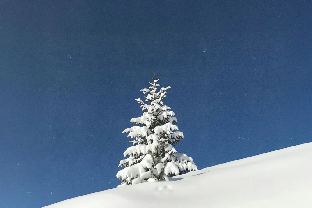 pine tree outside covered in snow