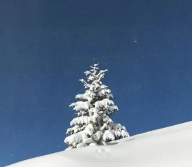 pine tree outside covered in snow