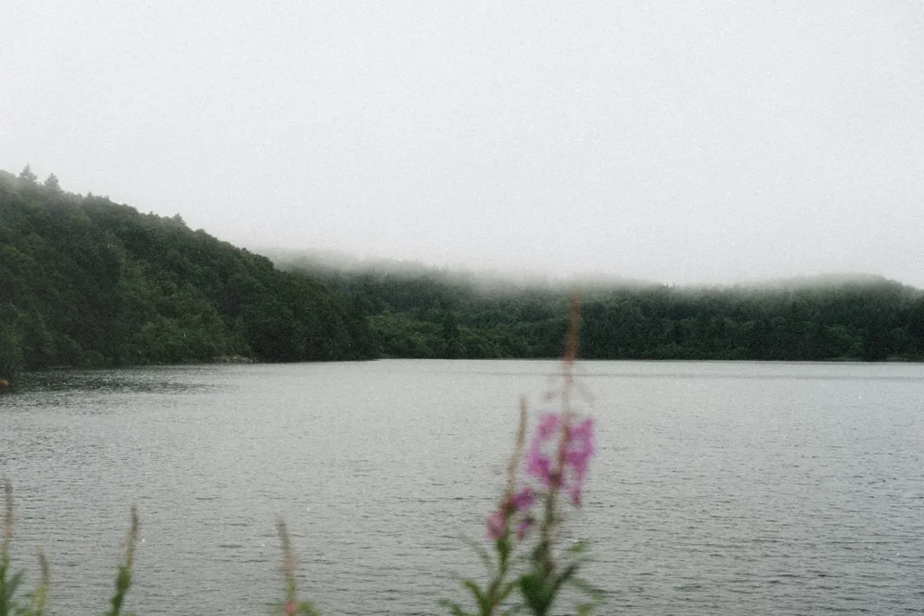 A calm lake bordered by dense green forest, with low fog drifting across the distant treetops and pink wildflowers in the foreground