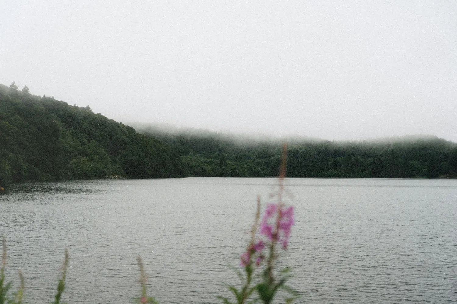 A calm lake bordered by dense green forest, with low fog drifting across the distant treetops and pink wildflowers in the foreground