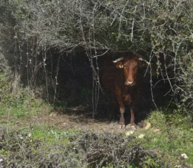 brown cow hiding in a brush covered cave
