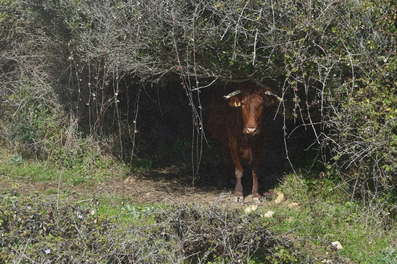 brown cow hiding in a brush covered cave