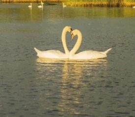 swans on a lake creating a heart with their long necks