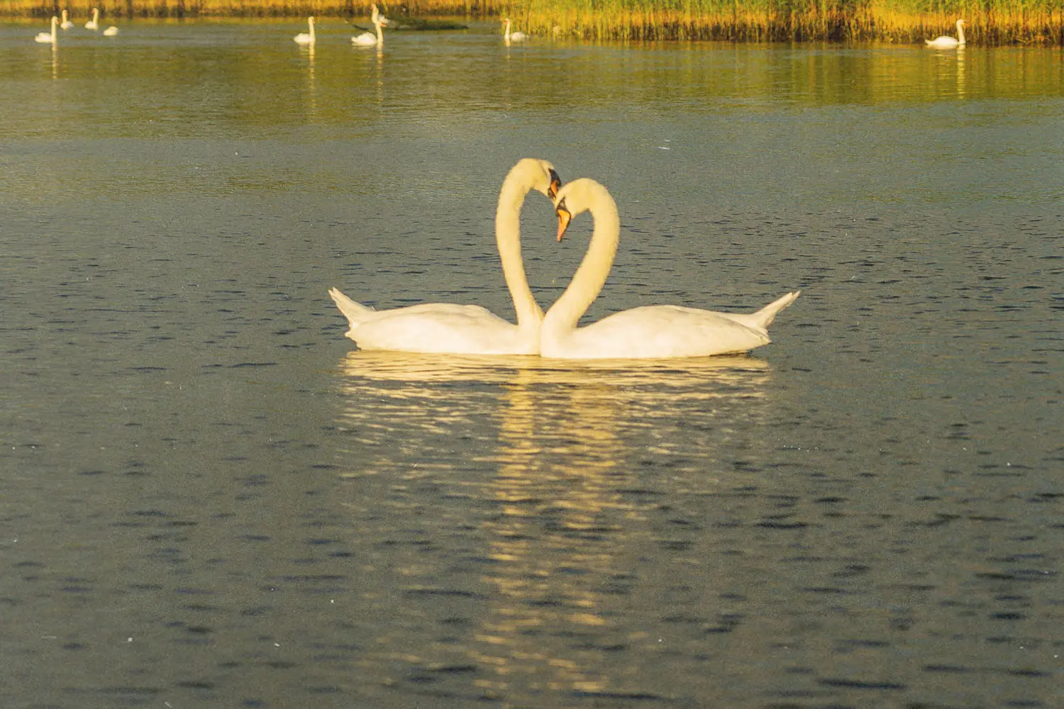 swans on a lake creating a heart with their long necks