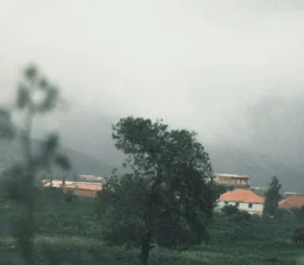 lush tree on a hill with a town below