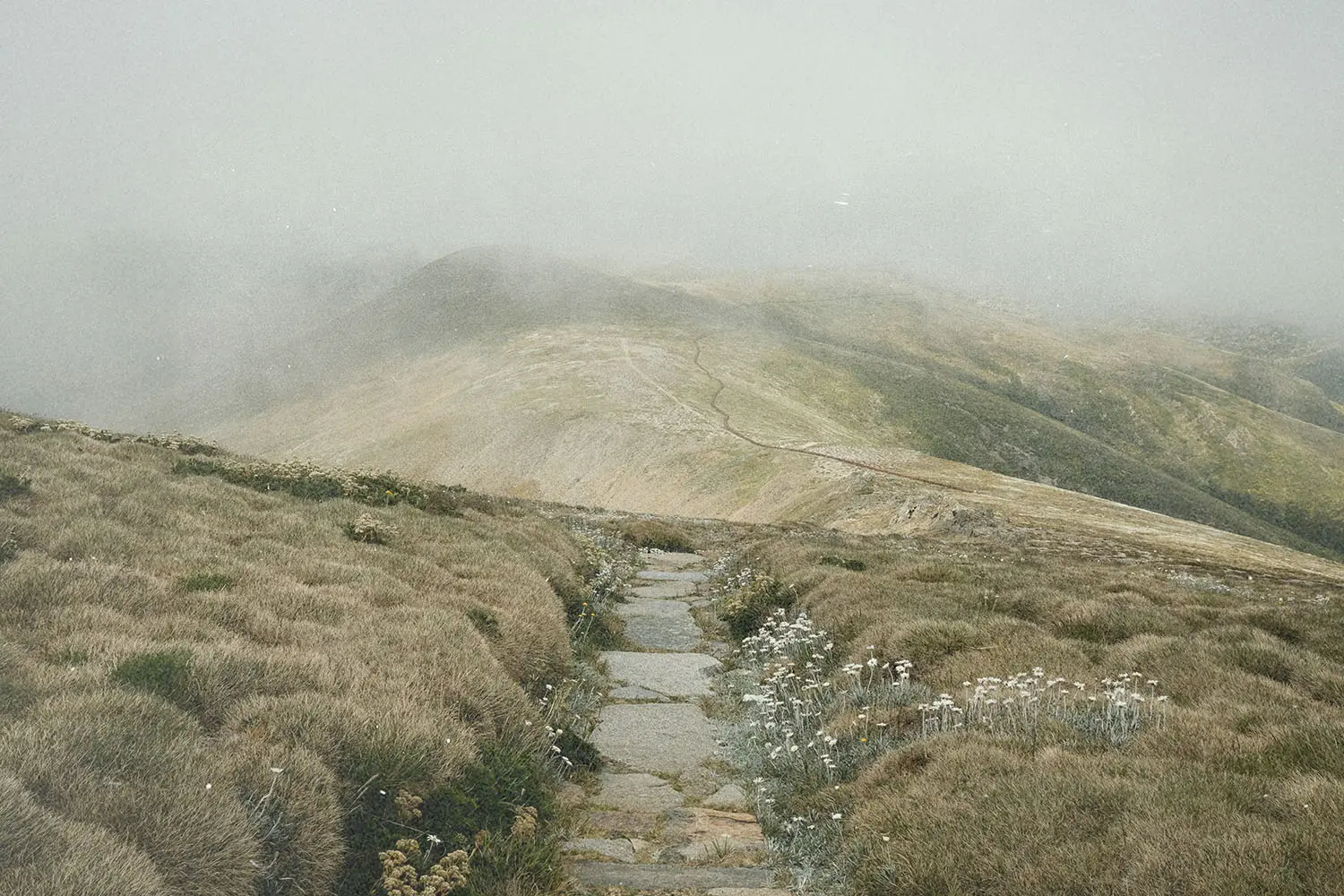 A stone path winds through grassy, windswept hills under a foggy, overcast sky