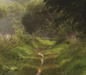 dirt path next to a fence line covered by trees