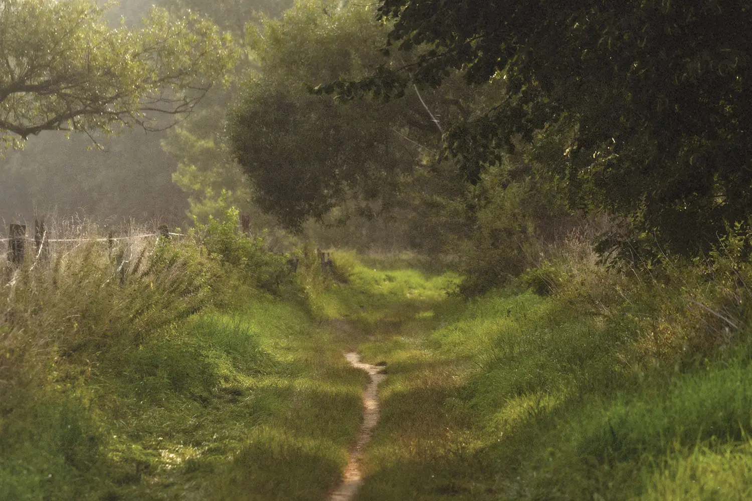 dirt path next to a fence line covered by trees