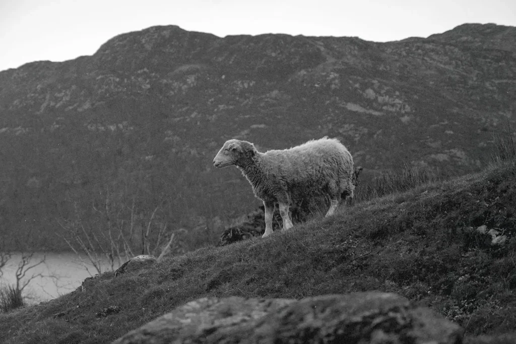 Sheep on a hill