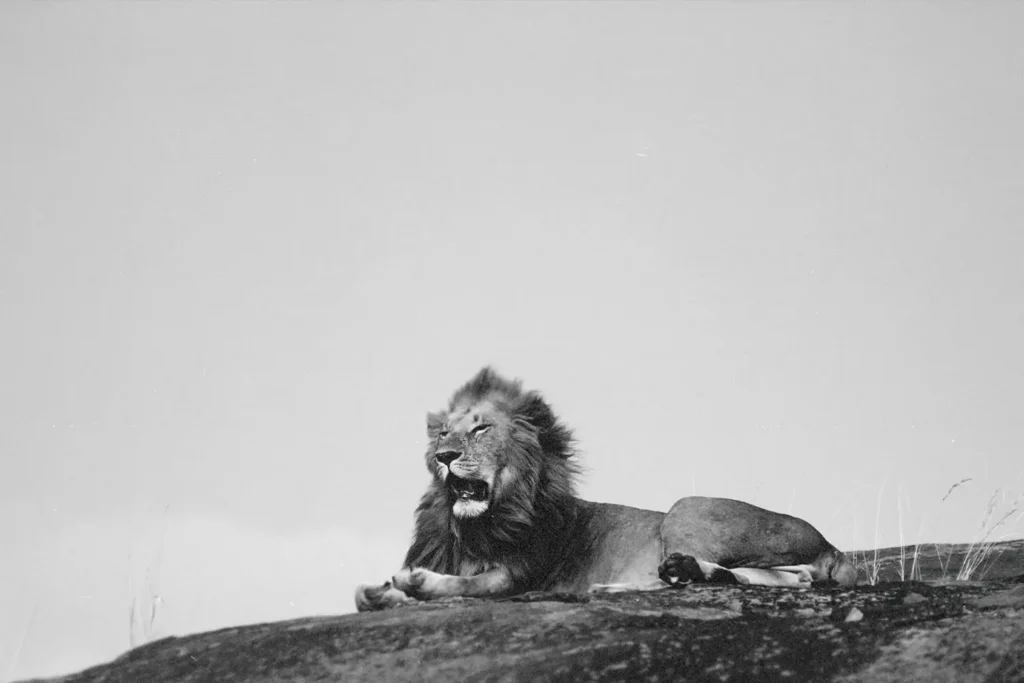 Roaring lion lies on a rocky surface beneath an open sky