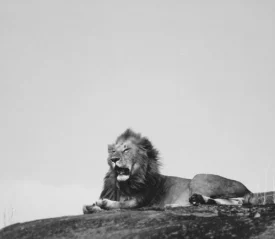 Roaring lion lies on a rocky surface beneath an open sky
