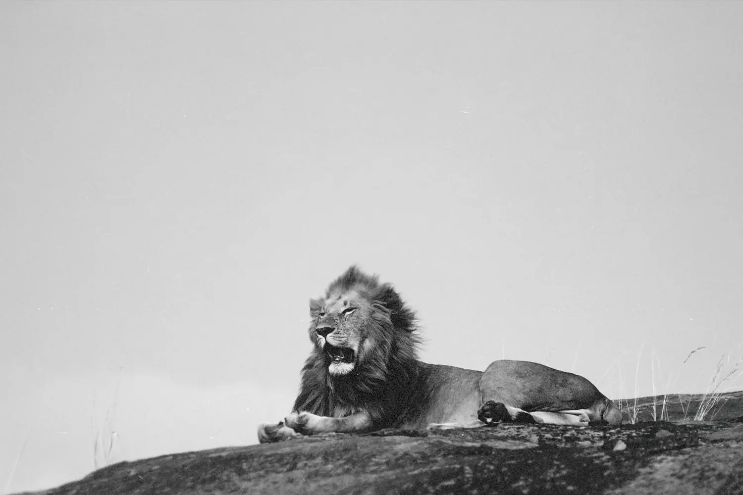 Roaring lion lies on a rocky surface beneath an open sky