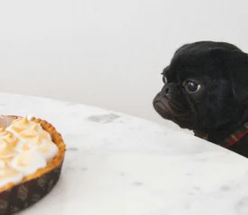 Dog longingly looking at a casserole on table