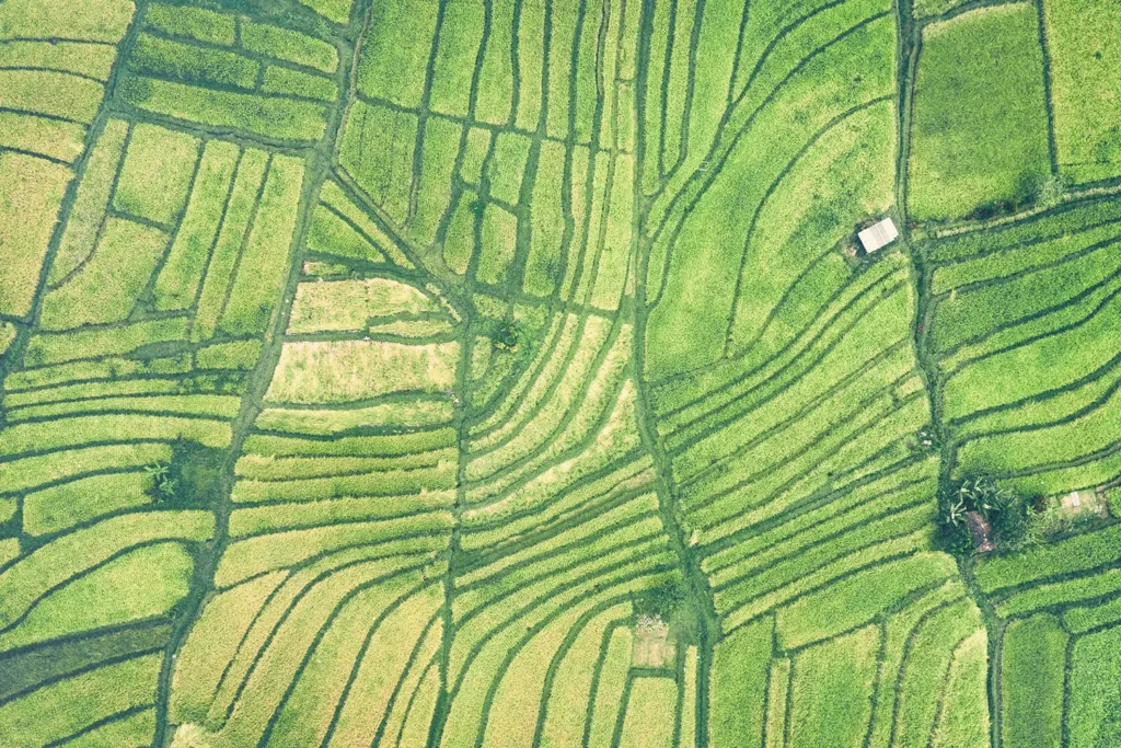 Aerial view of lush green rice terraces arranged in flowing, organic patterns across the landscape