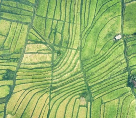 Aerial view of lush green rice terraces arranged in flowing, organic patterns across the landscape