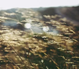 Sunlit wild grass swaying in a gentle breeze, symbolizing fresh impartation of God’s Word and renewal for believers seeking restoration and spiritual growth.