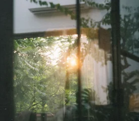 Sunlight shining through forest of trees through a window