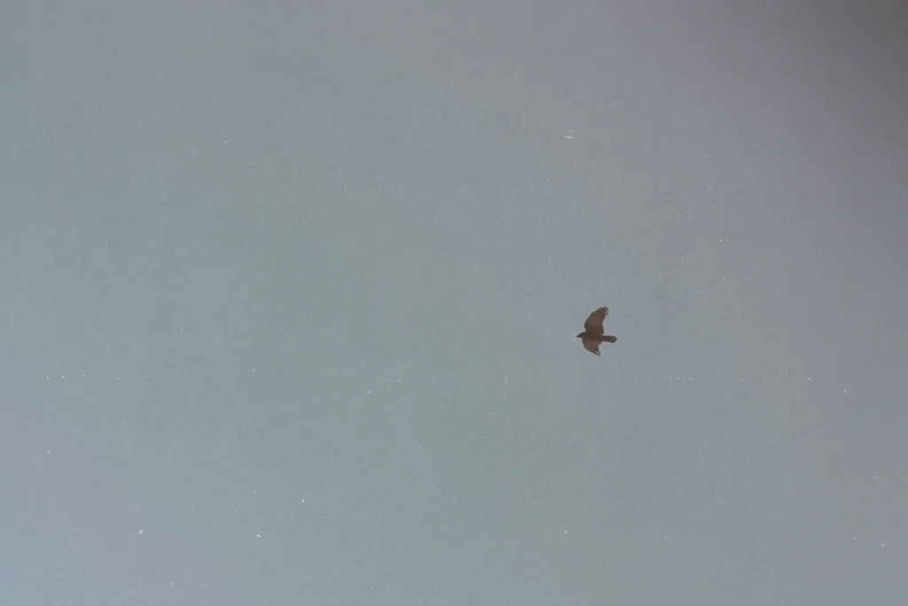 A single bird soars across a vast, pale sky, centered against the open, empty sky