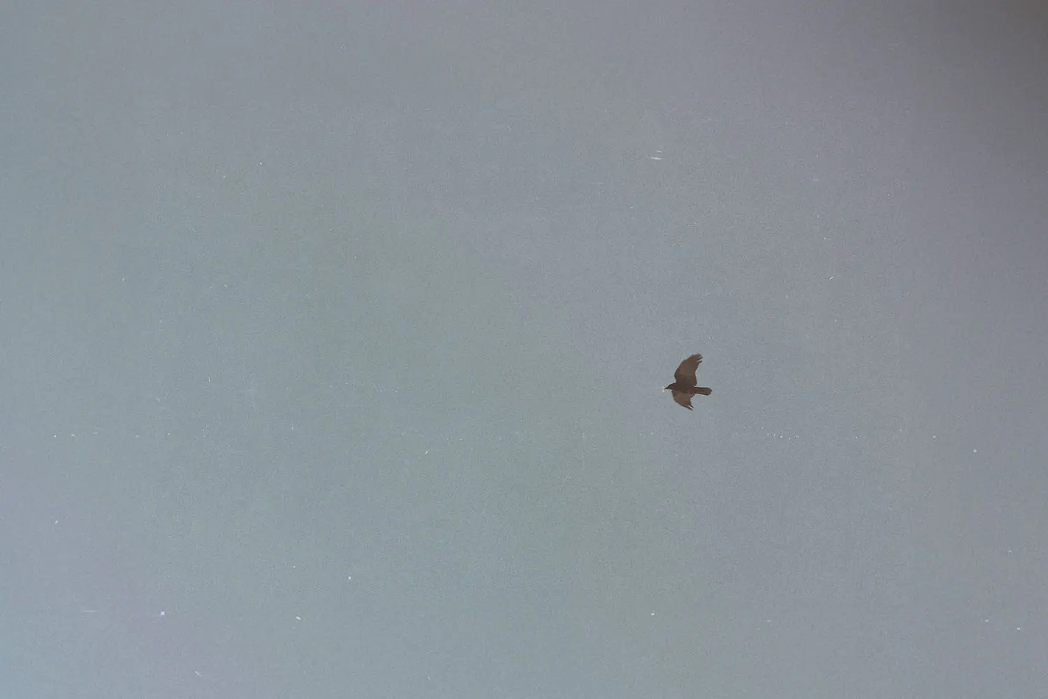 A single bird soars across a vast, pale sky, centered against the open, empty sky