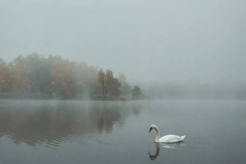 Single swan resting on open waters