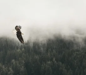 Eagle flying over forest of trees