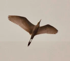 Ground-view of a crane flying above