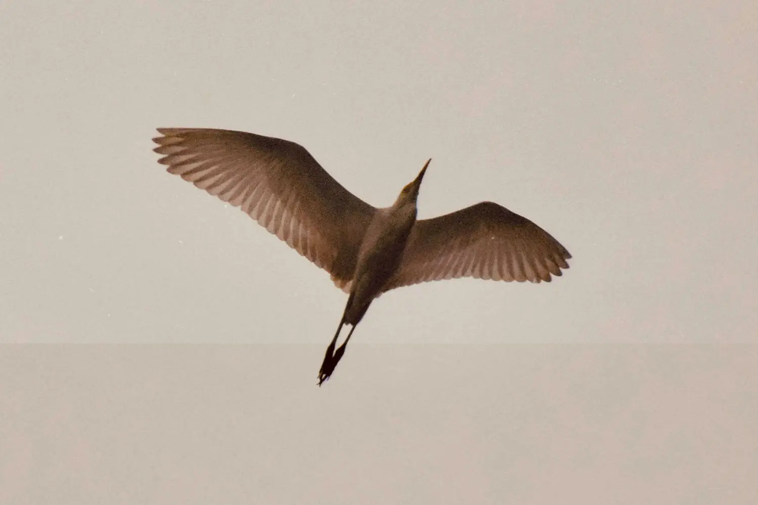 Ground-view of a crane flying above