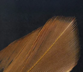 Sunlight shining on wooden floors