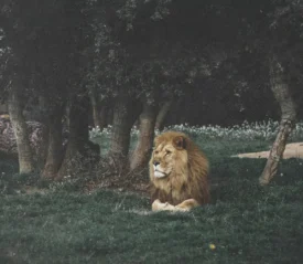 Lion laying among trees