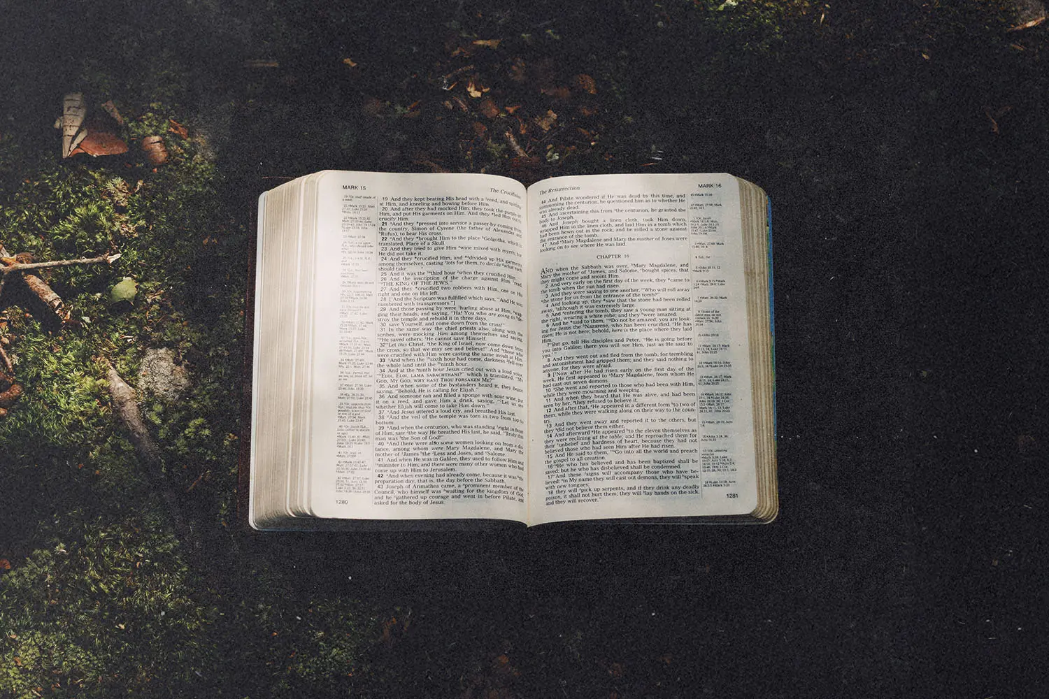 An open Bible rests on the ground in a patch of sunlight surrounded by moss and fallen leaves