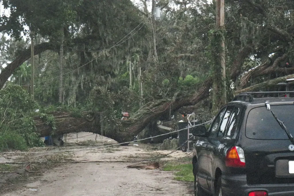 Dirt road blocked by a fallen tree