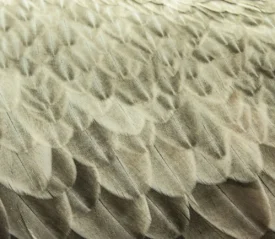 Close-up shot of feathers from wings