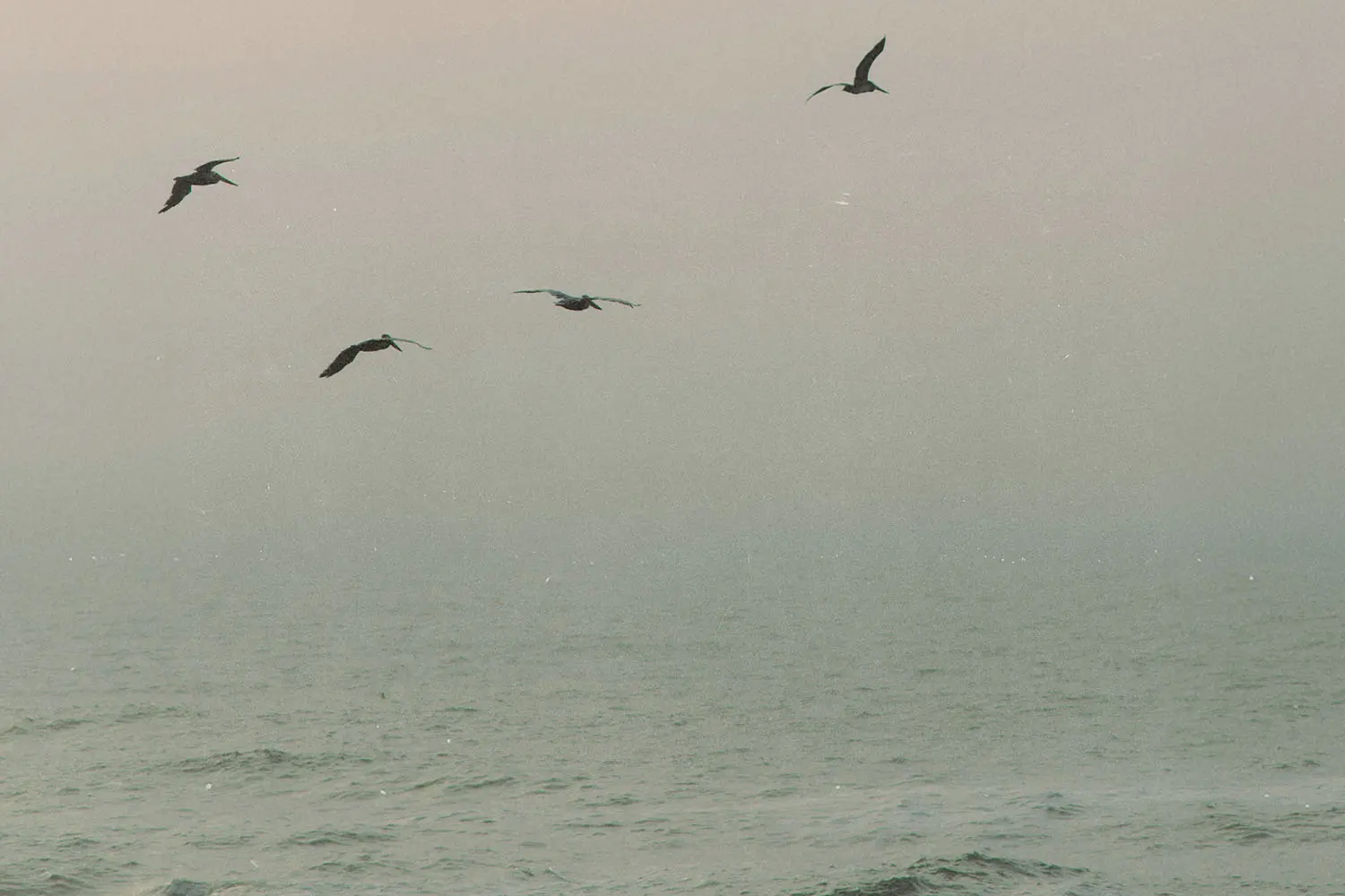 Four birds glide above a misty ocean at sunrise, with soft pastel light filtering through the haze