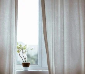 Plant in a window seal