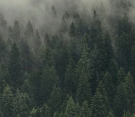Forrest of pine trees with fog overhead