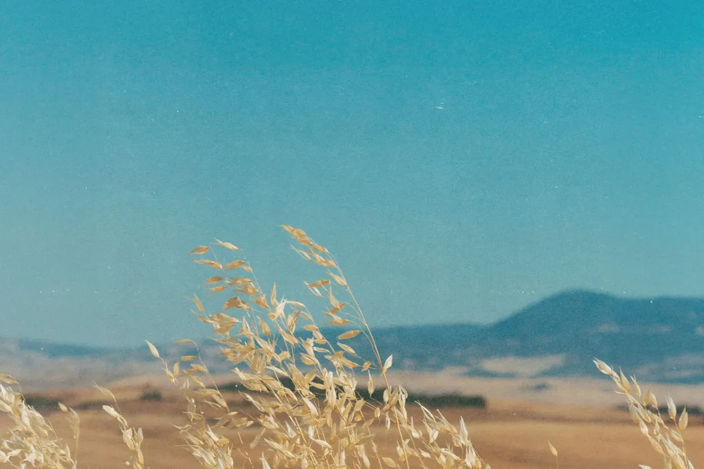 wheat grass in front of a mountain range